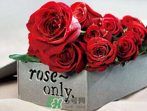 roseonly怎么樣？roseonly好看嗎？