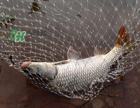 八月份釣魚(yú)用什么料好？八月份釣什么魚(yú)？