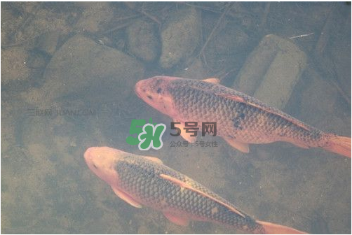 八月份釣魚(yú)用什么料好？八月份釣什么魚(yú)？