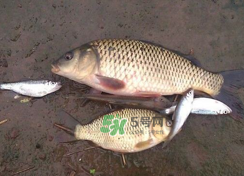 八月份釣魚(yú)用什么料好？八月份釣什么魚(yú)？