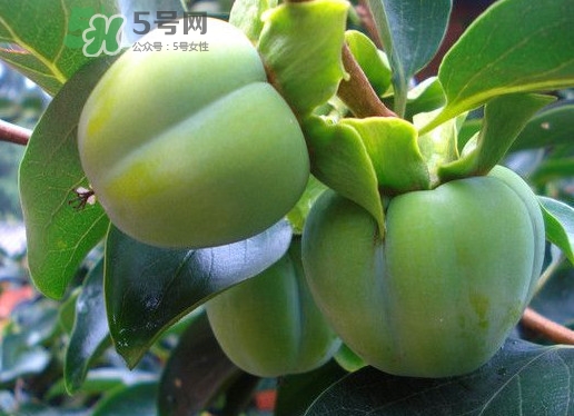 柿子葉能降血糖嗎？青柿子的功效與作用