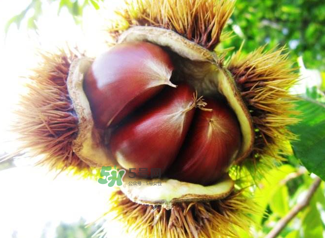 板栗能補(bǔ)腎嗎？板栗補(bǔ)腎陰還是腎陽？