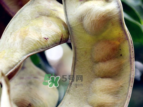 皂角米可以直接煮嗎？皂角米和什么一起煮好