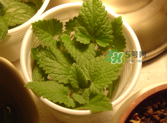 貓薄荷人能吃嗎？貓薄荷能吃嗎？