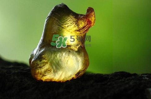 桃膠幾月份可以采摘？桃膠幾歲小孩能吃