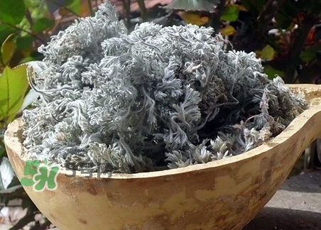 白蒿的營養(yǎng)價(jià)值_白蒿的功效與作用及食用方法