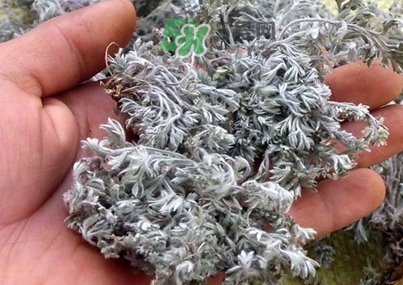 白蒿的營養(yǎng)價(jià)值_白蒿的功效與作用及食用方法