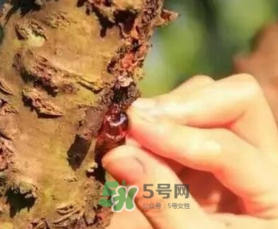 桃膠適合什么人吃？吃桃膠會(huì)上火嗎？