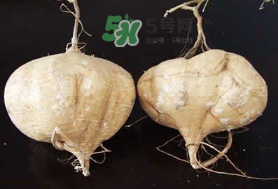 涼薯是什么東西？涼薯是地瓜嗎？