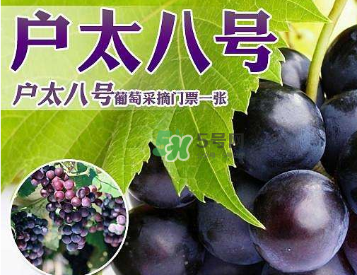 戶太八號(hào)多少錢一斤？戶太八號(hào)為什么在全國很有名？