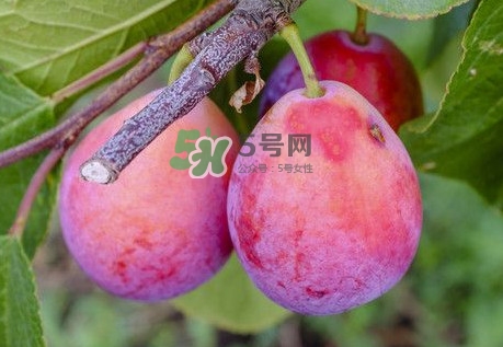 新鮮西梅怎么保存？西梅的保存方法