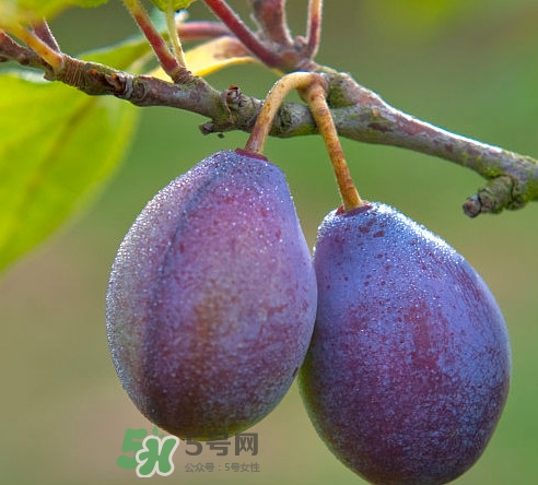 吃西梅上火嗎？新鮮西梅怎么吃