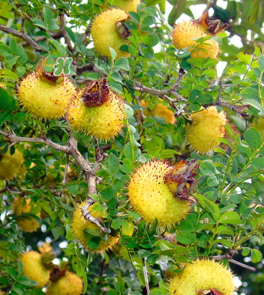 刺梨泡茶能經(jīng)常喝嗎？刺梨泡水喝禁忌多
