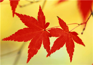 立秋后喝什么茶好？立秋后喝什么茶養(yǎng)生？