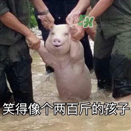 網(wǎng)紅小豬表情包為什么火了？網(wǎng)紅小豬表情包怎么火的？