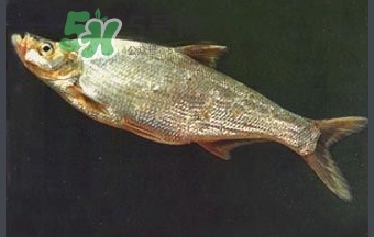 刁子魚是秋刀魚嗎？刁子魚是海魚嗎？
