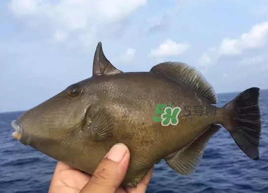 剝皮魚是什么魚？剝皮魚是深海魚嗎