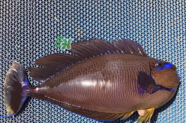 剝皮魚是什么魚？剝皮魚是深海魚嗎