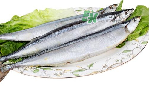 秋刀魚是海魚嗎？秋刀魚是淡水魚還是海魚