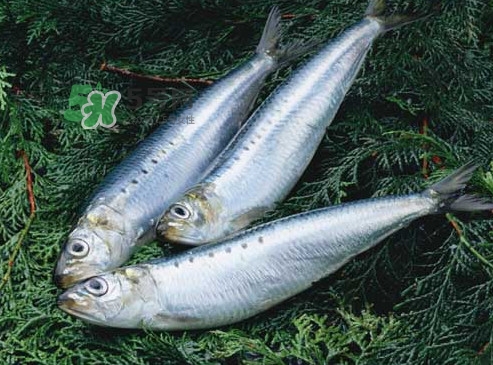 沙丁魚和秋刀魚有什么不一樣？秋刀魚和沙丁魚的區(qū)別