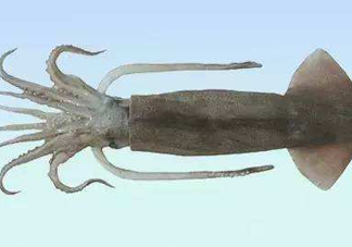 筆管魚是魷魚嗎？筆管魚和魷魚的區(qū)別