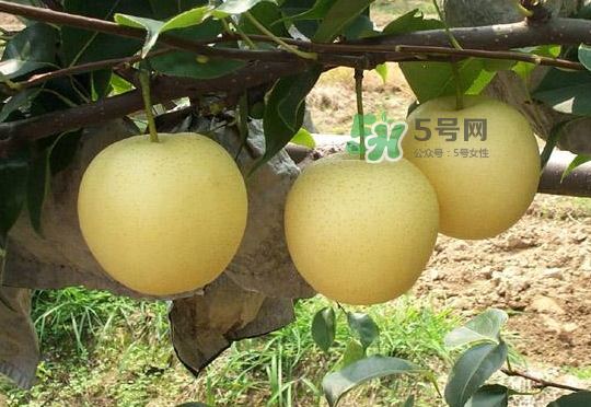 雪花梨是雪梨嗎？雪花梨和雪梨的區(qū)別