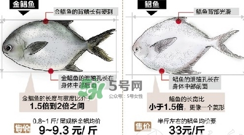 金鯧魚是海魚嗎？金鯧魚的刺多嗎？