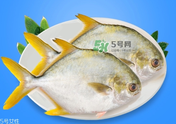 金鯧魚是海魚嗎？金鯧魚的刺多嗎？