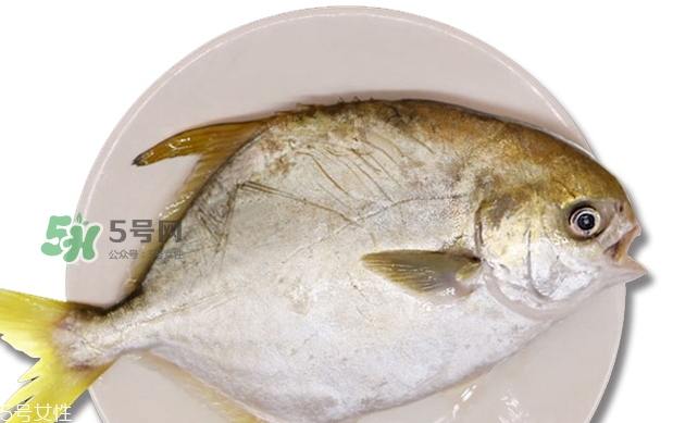 金鯧魚是海魚嗎？金鯧魚的刺多嗎？