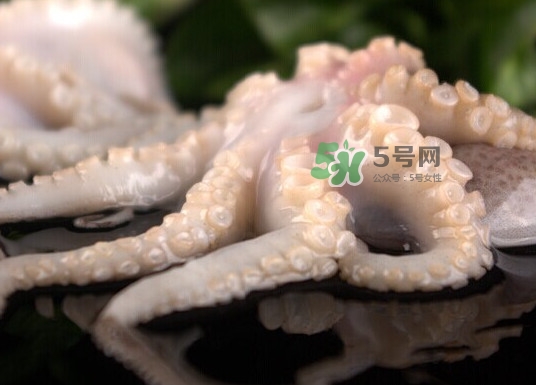 章魚有幾只腳？章魚有幾個(gè)爪子