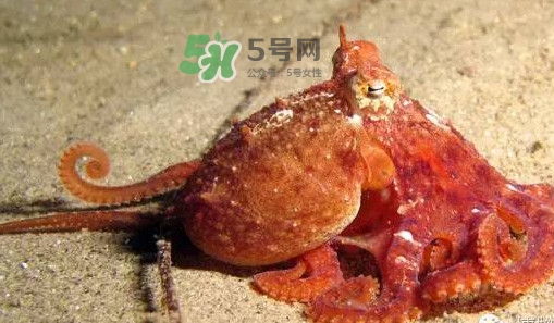 章魚有牙齒嗎？章魚天敵是什么