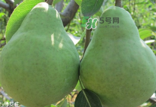 巴梨怎么吃？巴梨是熱性還是涼性的？