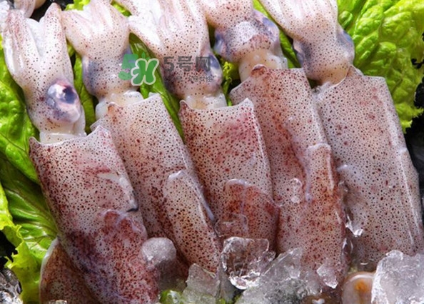 筆管魚是魷魚嗎？筆管魚和魷魚的區(qū)別