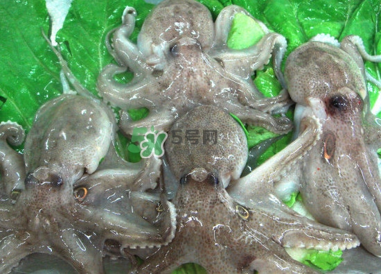 章魚會(huì)咬人嗎？章魚會(huì)吃人嗎