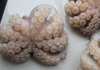 章魚有牙齒嗎？章魚天敵是什么