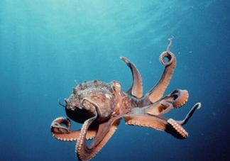 章魚是墨魚嗎？章魚有哪些特性