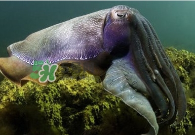 章魚(yú)是墨魚(yú)嗎？章魚(yú)有哪些特性