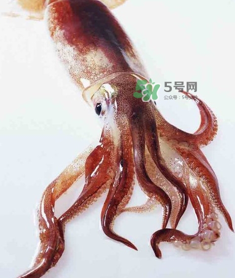 魷魚是墨魚嗎？魷魚和墨魚的區(qū)別