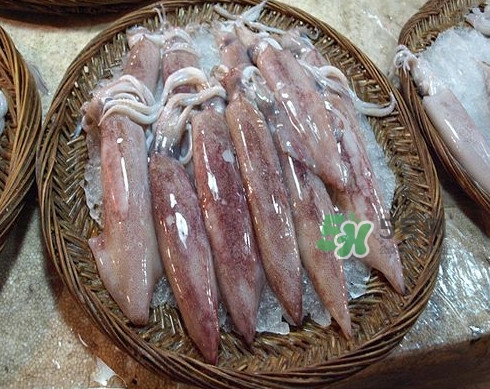 新鮮魷魚怎么處理？魷魚怎么清洗？
