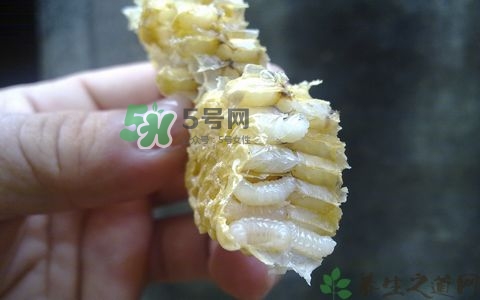 蜂蛹和枸杞能一起泡酒嗎？蜂蛹和枸杞泡酒的功效