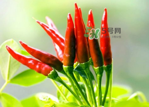 菜市場什么辣椒最辣？辣椒最辣的部分