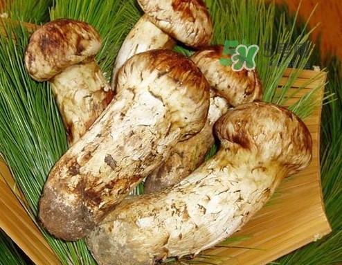 新鮮松茸可以放多久？新鮮松茸能不能冷凍