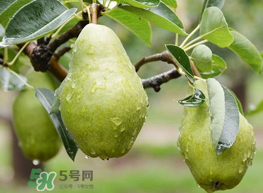 香蕉梨怎么熟的快？香蕉梨怎么變軟？