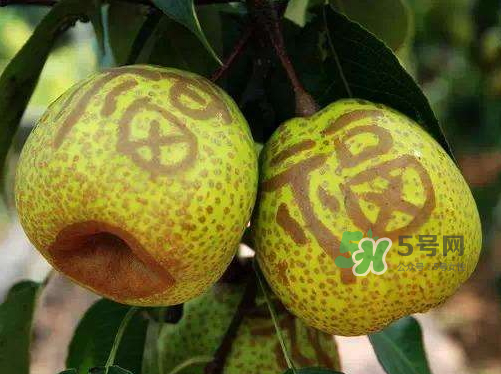 萊陽梨什么時(shí)候成熟？萊陽梨多少錢一斤？