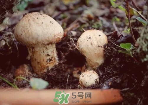 產(chǎn)婦能吃松茸嗎？哺乳期可以吃松茸嗎