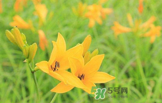 黃花菜是酸性還是堿性？黃花菜是熱性還是涼性