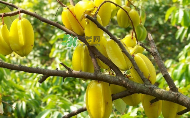 楊桃是什么季節(jié)的水果？楊桃怎么吃營養(yǎng)價(jià)值最高？