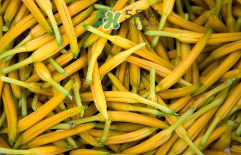 黃花菜是忘憂草嗎？黃花菜是不是金針菜