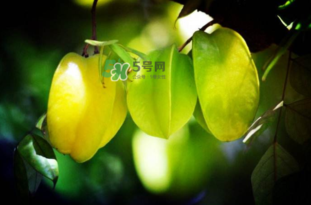 楊桃是什么季節(jié)的水果？楊桃怎么吃營養(yǎng)價(jià)值最高？