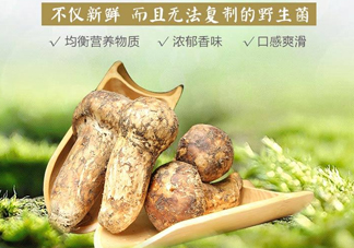 新鮮松茸怎么挑選？干松茸如何挑選
